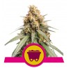 SHINING SILVER HAZE · Royal Queen Seeds · semi di canapa · Fem