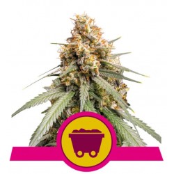 SOUR DIESEL · Royal Queen Seeds · kenevir tohum · Disi · Fem