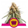 SOUR DIESEL · Royal Queen Seeds · cannabis samen · Fem