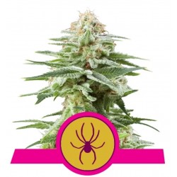WHITE WIDOW · Royal Queen...
