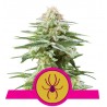 Graines White Widow Féminisées | Royal Queen Seeds | Légendaire