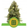 DIESEL AUTO · Royal Queen Seeds · kaufen cannabis samen · AutoFem