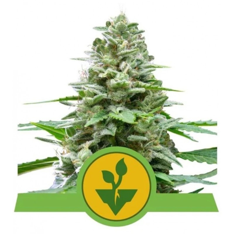 EASY BUD · Royal Queen Seeds · semillas de marihuana · AutoFem