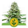 EASY BUD · Royal Queen Seeds · graines de cannabis · AutoFem