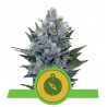 NORTHERN LIGHT AUTOMATIC · Royal Queen Seeds · kenevir tohum · Disi · AutoFem