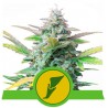 QUICK ONE · Royal Queen Seeds · graines de cannabis · AutoFem
