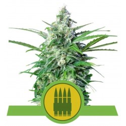 Royal AK Automatic | Sementes Autoflorescentes Royal Queen Seeds