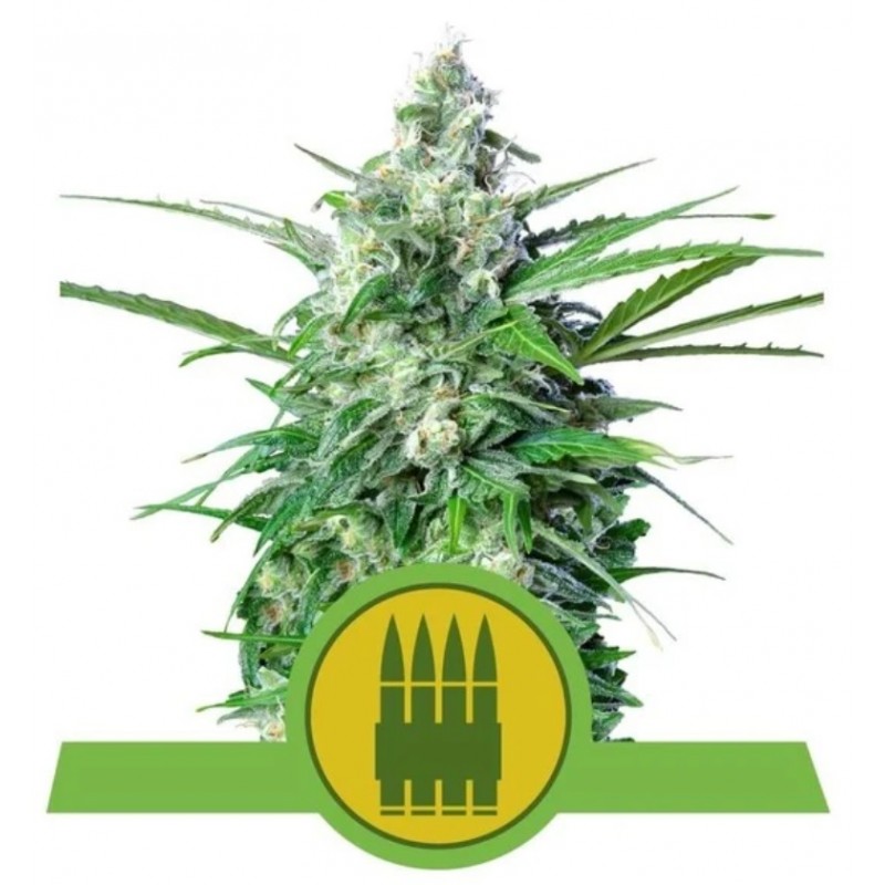 ROYAL AK AUTOMATIC · Royal Queen Seeds · semillas de marihuana · AutoFem