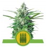 Royal AK Automatic | Autoflowering Samen Royal Queen Seeds