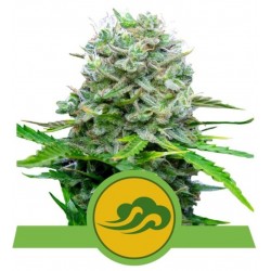 ROYAL BLUEMATIC · Royal Queen Seeds · sementes de maconha · AutoFem