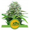 ROYAL BLUEMATIC · Royal Queen Seeds · semi di canapa · AutoFem