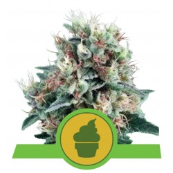 ROYAL CREAMATIC · Royal Queen Seeds · sementes de maconha · AutoFem