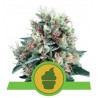 ROYAL CREAMATIC · Royal Queen Seeds · kaufen cannabis samen · AutoFem