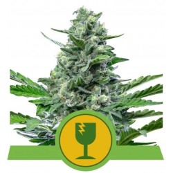 ROYAL CRITICAL AUTOMATIC · Royal Queen Seeds · sementes de maconha · AutoFem