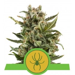 WHITE WIDOW AUTOMATIC ·...