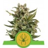 WHITE WIDOW AUTOMATIC · Royal Queen Seeds · semi di canapa indiana · AutoFem