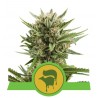 SWEET SKUNK AUTOMATIC · Royal Queen Seeds · kenevir tohum · Disi · AutoFem