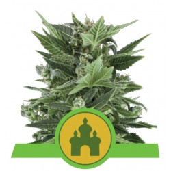 ROYAL KUSH AUTOMATIC ·...