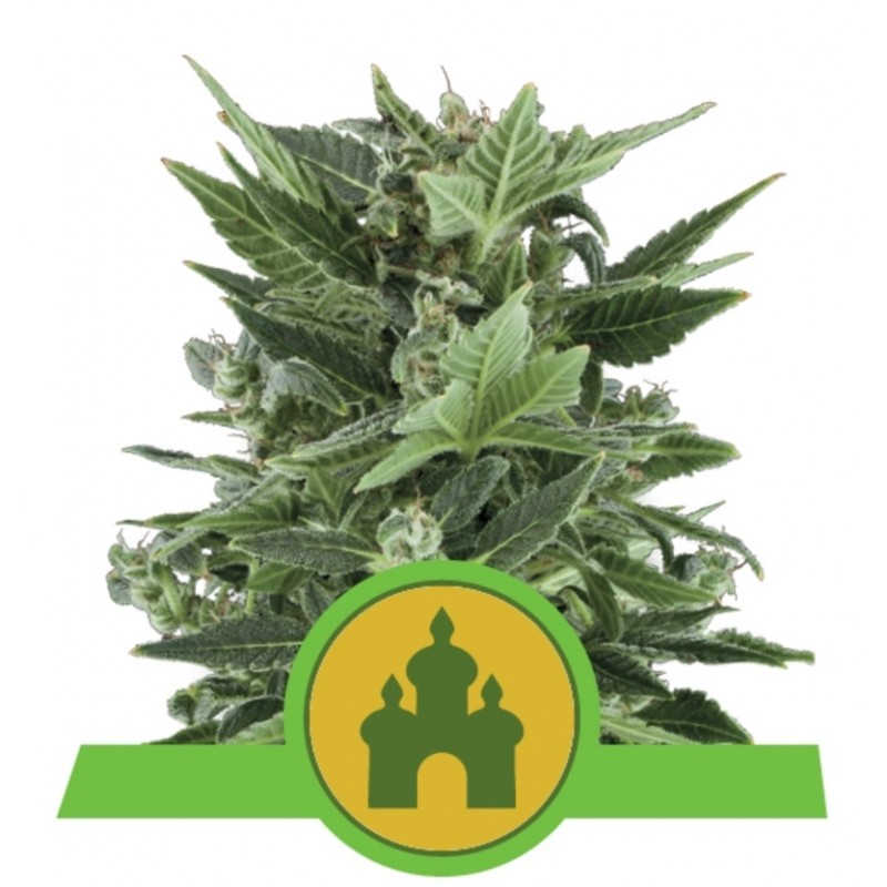 ROYAL KUSH AUTOMATIC · Royal Queen Seeds · sementes de maconha · AutoFem