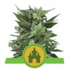 ROYAL KUSH AUTOMATIC · Royal Queen Seeds · sementes de maconha · AutoFem