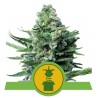 ROYAL JACK  AUTO · Royal Queen Seeds · cannabis seeds · AutoFem