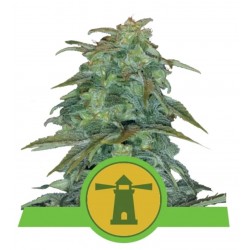 ROYAL HAZE AUTOMATIC · Royal Queen Seeds · sementes de maconha · AutoFem