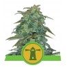 ROYAL HAZE AUTOMATIC · Royal Queen Seeds · sementes de maconha · AutoFem
