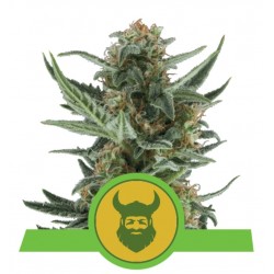 ROYAL DWARF · Royal Queen Seeds · sementes de maconha · AutoFem