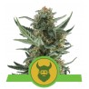 ROYAL DWARF · Royal Queen Seeds · sementes de maconha · AutoFem