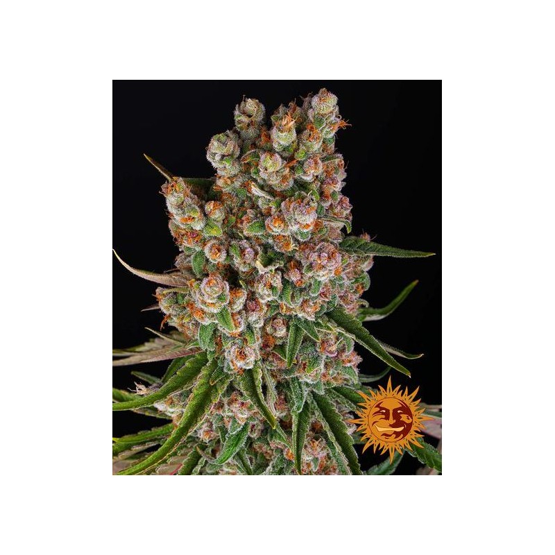 GMO AUTO · Barneys Farm · sementes de maconha · AutoFem