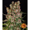 GMO AUTO · Barneys Farm · kenevir tohum · Disi · AutoFem