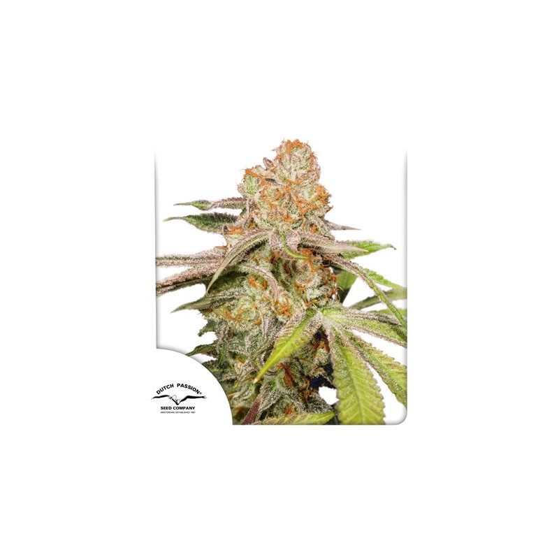 AUTO MAC 1 · Dutch Passion · kenevir tohum · Disi · Auto Fem
