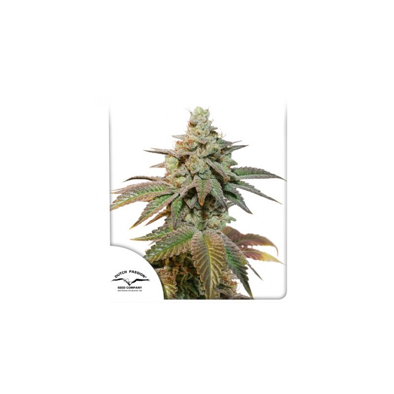 AUTO KEROSENE KRASH · Dutch Passion · semillas de marihuana · Auto Fem