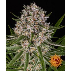 LEMON HAZE AUTO · Barneys...