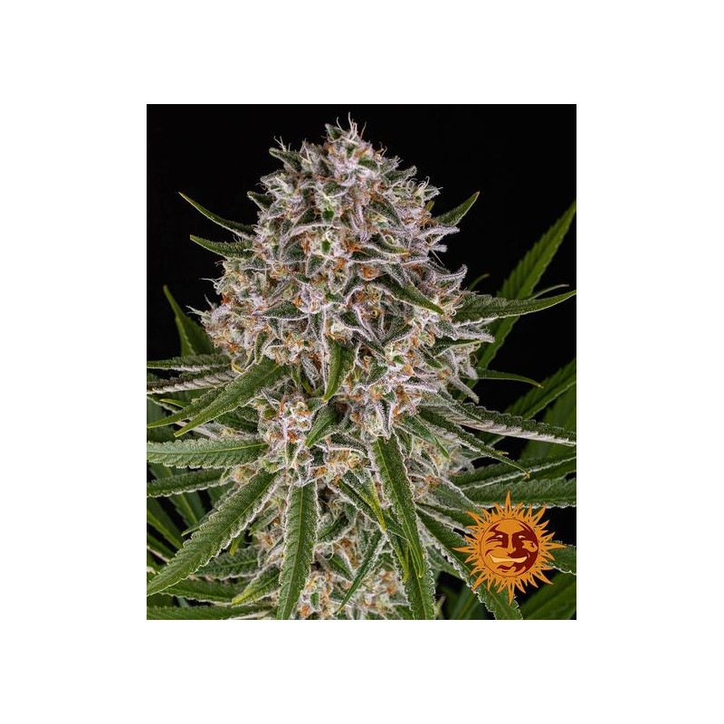 LEMON HAZE AUTO · Barneys Farm · sementes de maconha · AutoFem