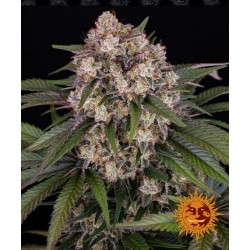 OG KUSH AUTO · Barneys Farm...