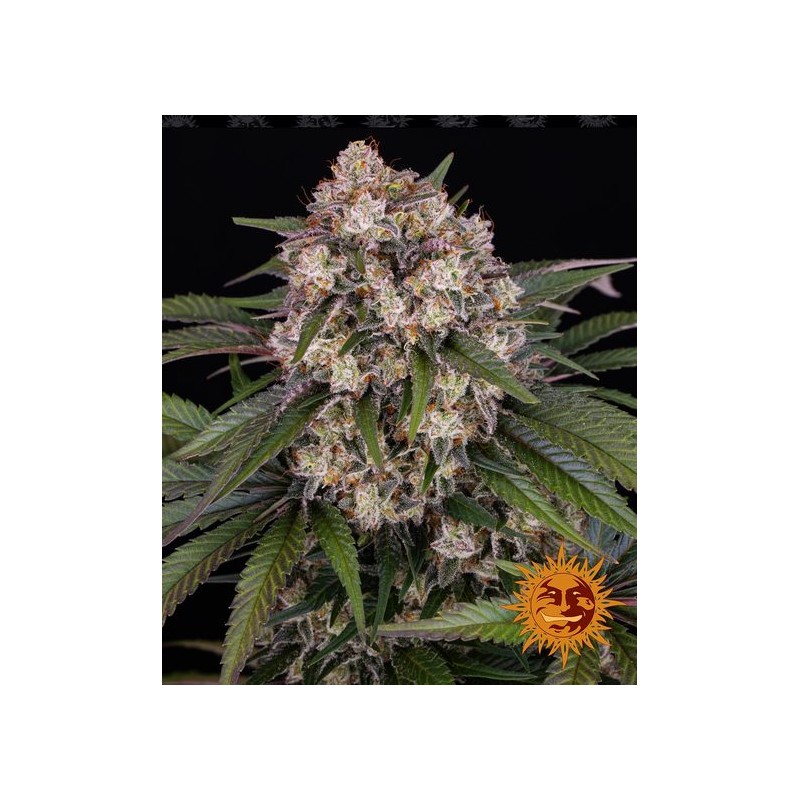 OG KUSH AUTO · Barneys Farm · sementes de maconha · AutoFem