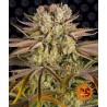 PINEAPPLE EXPRESS · Barneys Farm