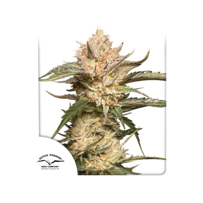AUTO TRICOME  & CREAM · Dutch Passion · sementes de maconha · Auto Fem