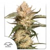 AUTO TRICOME  & CREAM · Dutch Passion · kaufen cannabis samen · Auto Fem