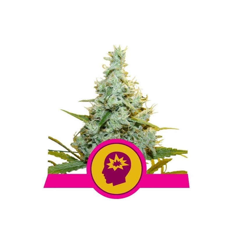 AMG  · Royal Queen Seeds · cannabis samen · Fem