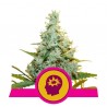 AMG · Royal Queen Seeds · graines de cannabis · Fem