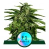 APOLLO F1 · Royal Queen Seeds · sementes de maconha · AutoFem