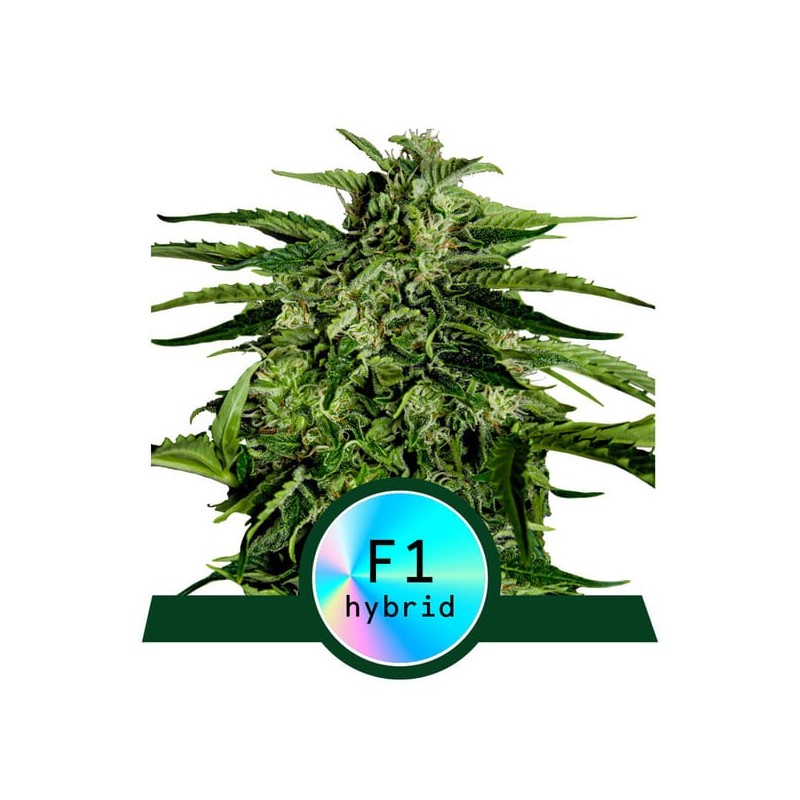 EPSILON F1 · Royal Queen Seeds · sementes de maconha · AutoFem