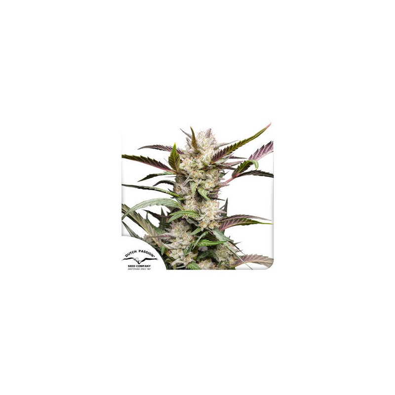 AUTO MIMOSA PUNCH · Dutch Passion · cannabis samen · Auto Fem