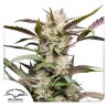 AUTO MIMOSA PUNCH · Dutch Passion · semi di canapa · Auto Fem