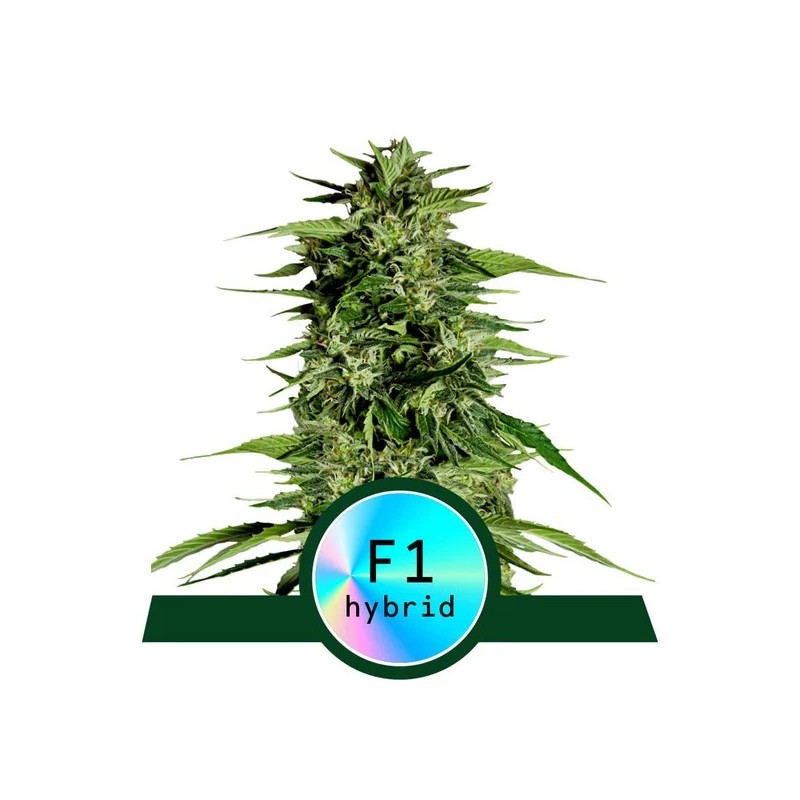 HYPERION F1 ·  Royal Queen Seeds · kenevir tohum · Disi · AutoFem