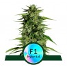 HYPERION F1 · Royal Queen Seeds · graines de cannabis · AutoFem
