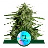 TITAN F1 ·  Royal Queen Seeds · kenevir tohum · Disi · AutoFem
