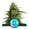 MILKY WAY F1 · Royal Queen Seeds · sementes de maconha · AutoFem